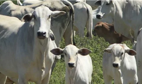 Novo preço do bezerro: fevereiro de 2024 5 preço corrigido do bezerro