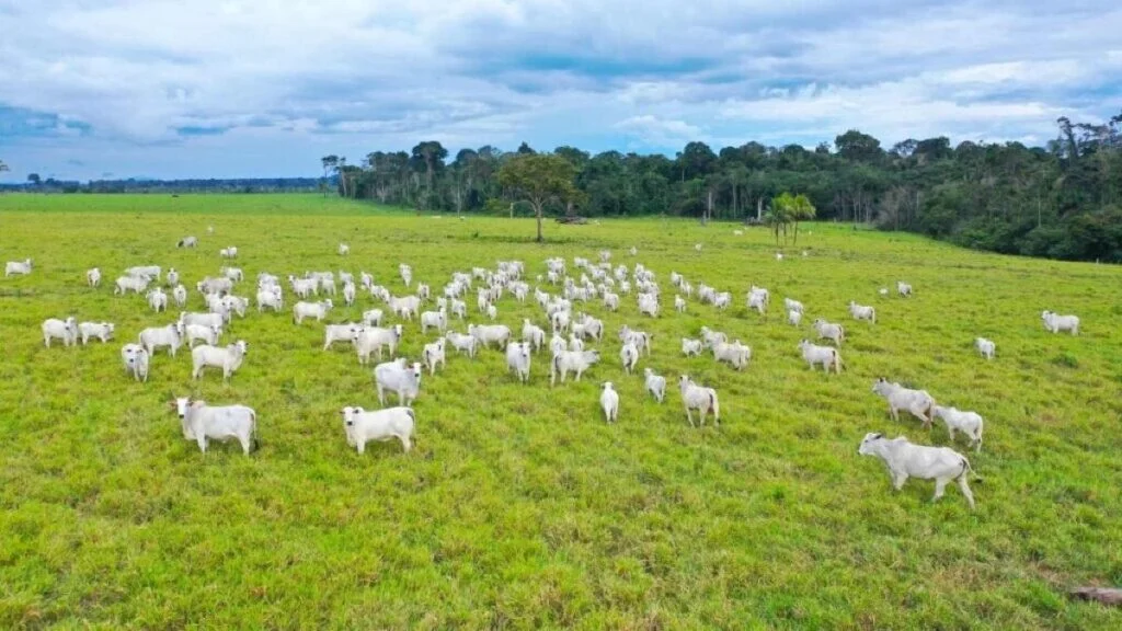 Novo Zoneamento Agro: Mato Grosso.SelectedIndexChanged: Pesquisar formas de aumentar a produtividade com menos recursos. 66 Mato Grosso terá Zoneamento Agrícola de Risco Climático; entenda | VGN