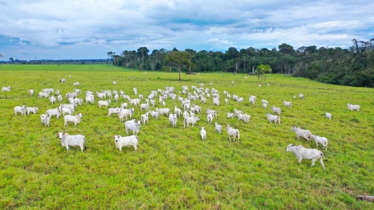 Mato Grosso terá Zoneamento Agrícola de Risco Climático; entenda | VGN