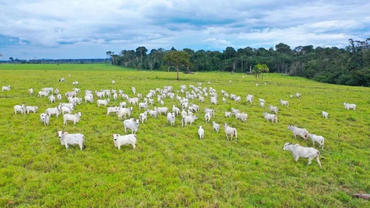 Mato Grosso terá Zoneamento Agrícola de Risco Climático; entenda | VGN