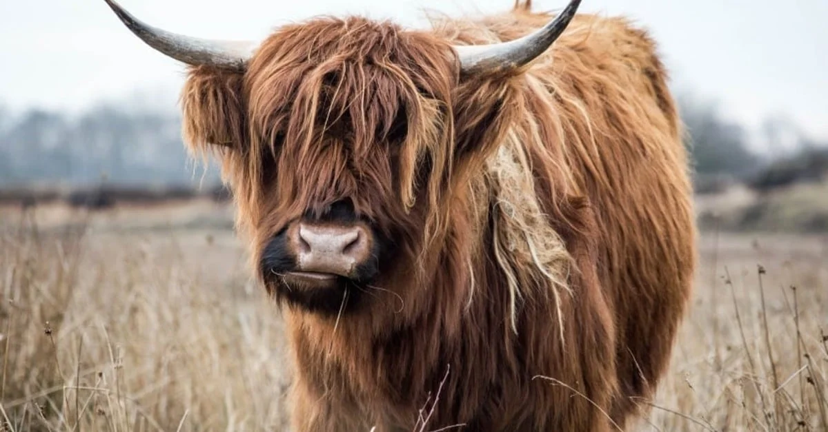 O bovino mais peludo do mundo intriga na Escócia! 🐂 1 Bovino mais peludo do mundo vive na Escócia, é o Highland