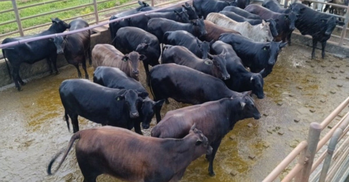 O pecuarista de MS surpreende com bônus alto! 6 “Não deixou dinheiro na mesa!” Pecuarista de MS têm bônus de quase R$ 105 por novilha