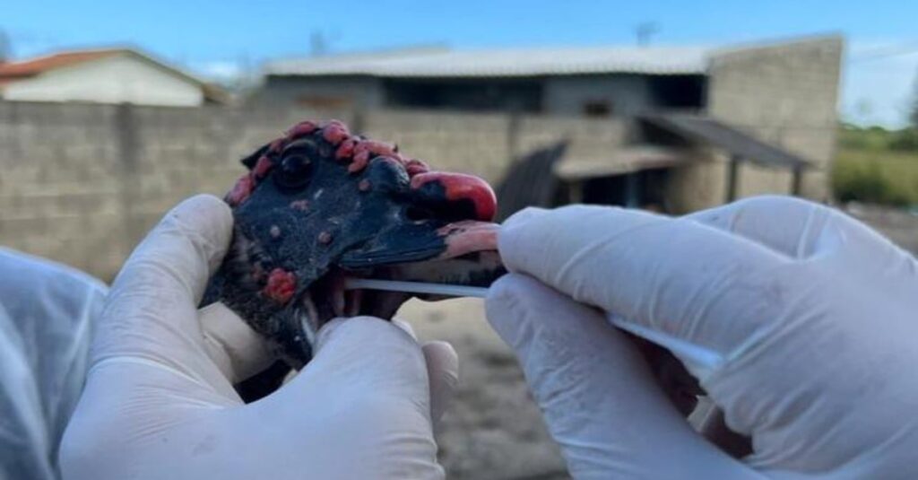 Influenza Aviária: não podemos baixar a guarda