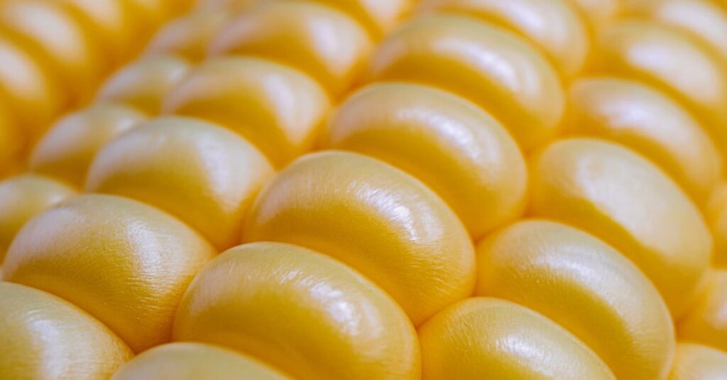 O que está afetando as exportações de milho? 14 Exportações de milho caem em fevereiro, enquanto preços recuam