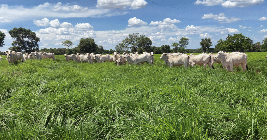 Oferta de boiadas diminui e indústria reduz compras. 2 Pecuarista reduz oferta de boiadas, mas indústria também tira o pé das compras • Portal DBO