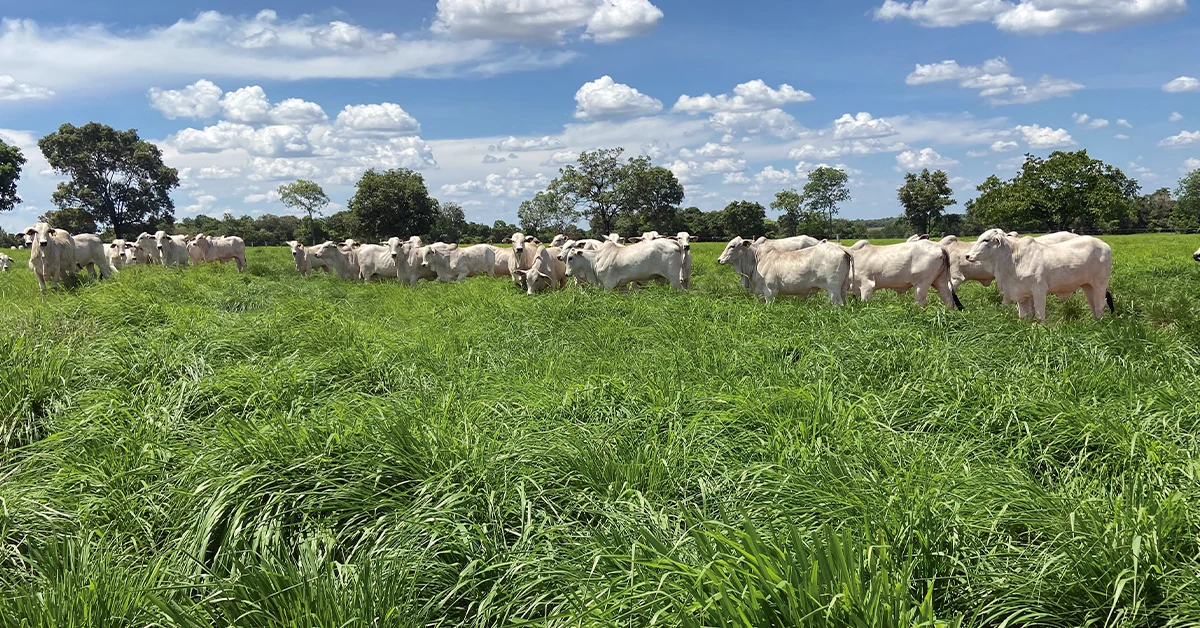 Oferta de boiadas diminui e indústria reduz compras. 9 Pecuarista reduz oferta de boiadas, mas indústria também tira o pé das compras • Portal DBO