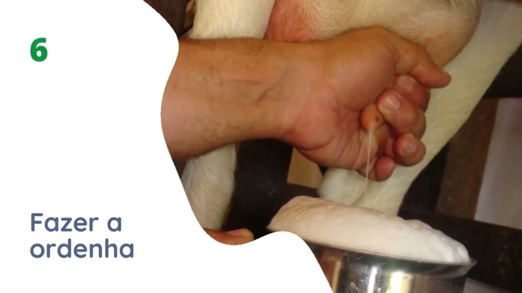 ordenha higienica de leite de cabra