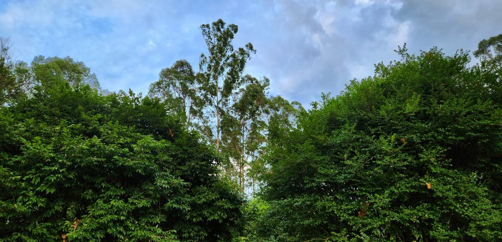 Origem divina intrigante