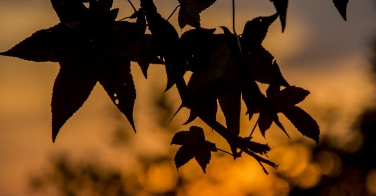 Destaque Rural - Outono com altas temperaturas e chuvas dentro da normalidade
