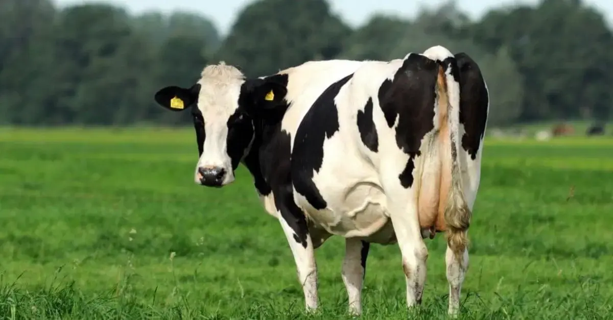 Papilomatose bovina: 5 recomendações essenciais para preservar a qualidade do leite