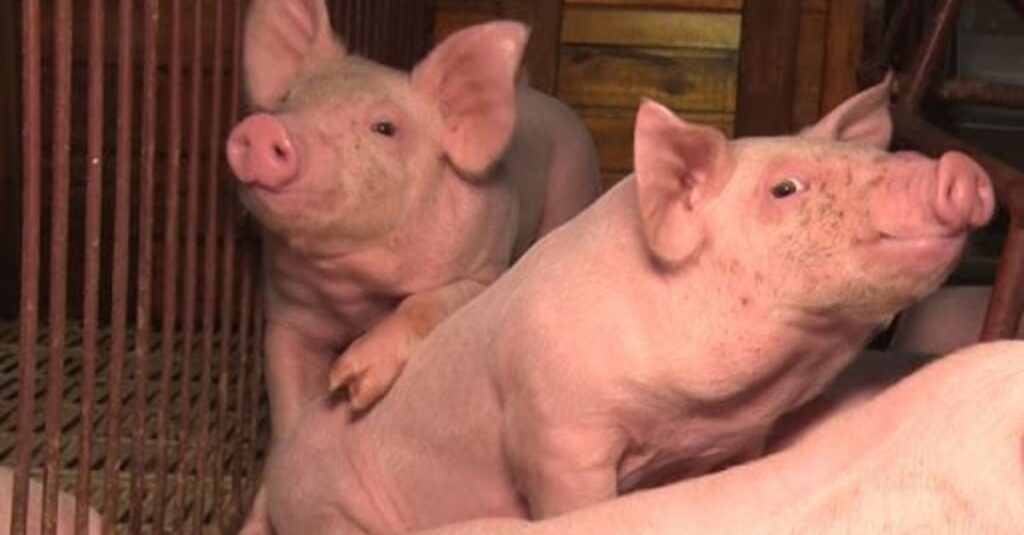 Paraná foi o estado que mais investiu em importação de suínos em 2023