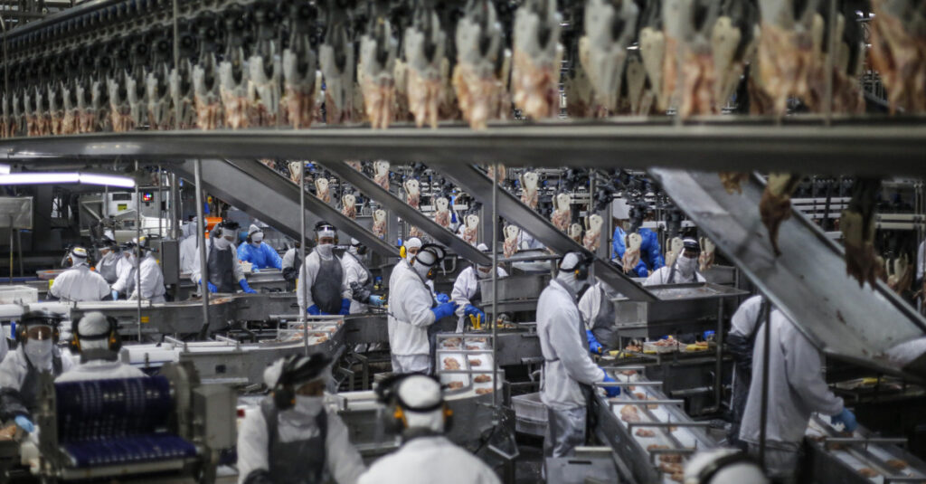 Paraná lidera produção de frangos, suínos e ovos em 2023