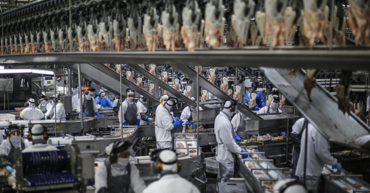 Paraná: líder em produção de aves e suínos.