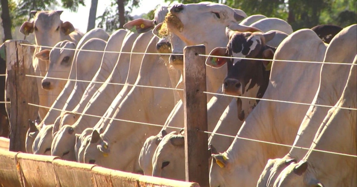 Cocho farto do gado na seca! Especialista lista as opções de boa alimentação