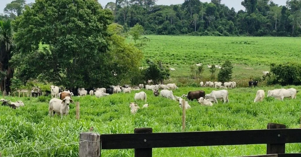 Pastagens- Fazenda de MT dobra GMD e taxa de lotação em 1 ano.🌾 46 Como fazenda de MT conseguiu, em pouco mais de um ano, dobrar o GMD e a taxa de lotação