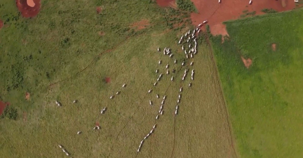 Pasto atinge crítico nível de degradação no Brasil