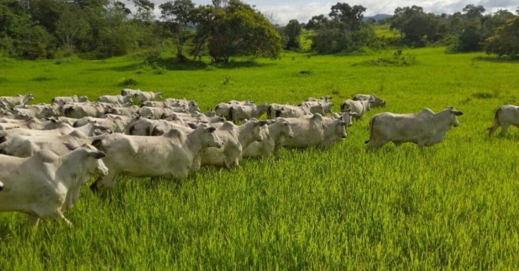 Programação fetal: pasto diferenciado durante a gestação garante 1,2@ no abate do gado