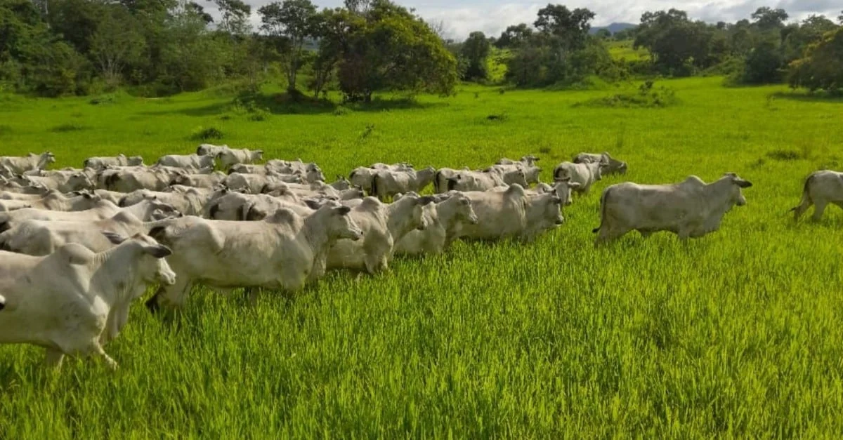 Pasto especial garante maior produção de carne. 13 Programação fetal: pasto diferenciado durante a gestação garante 1,2@ no abate do gado