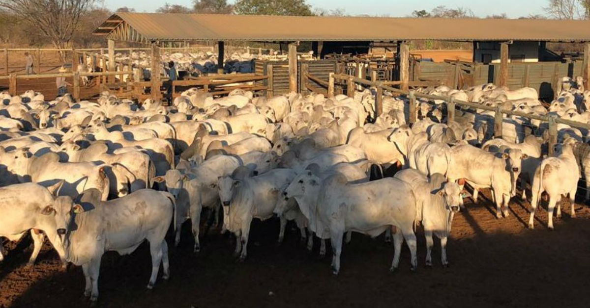 Projetos com genética CEIP crescem na pecuária; ouça • Portal DBO
