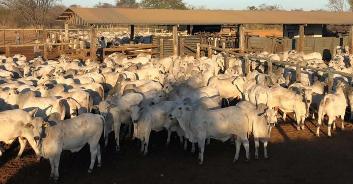 Pecuária inovadora com genética CEIP, descubra mais! 30 Projetos com genética CEIP crescem na pecuária; ouça • Portal DBO