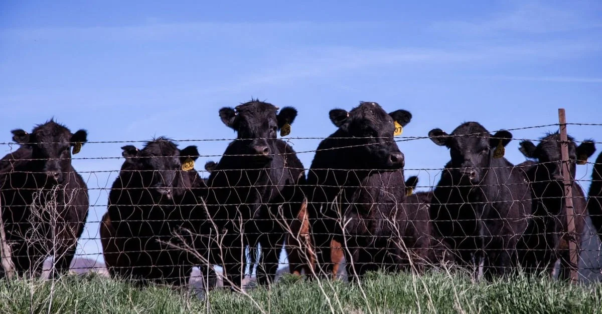 Pecuária australiana: os desafios do país que chega ao maior rebanho de bovinos da última década