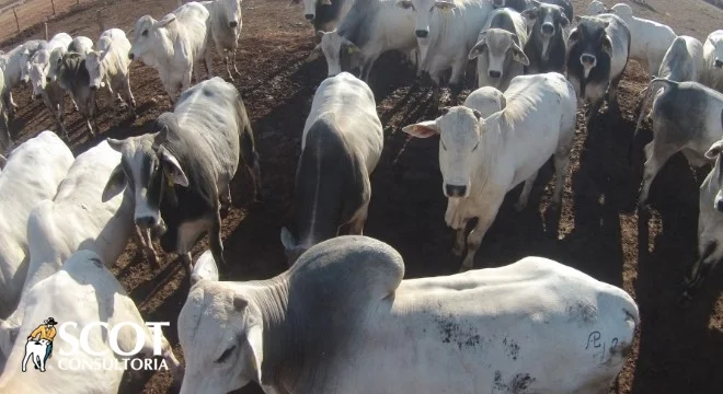 pecuaria na bahia numeros surpreendentes 1