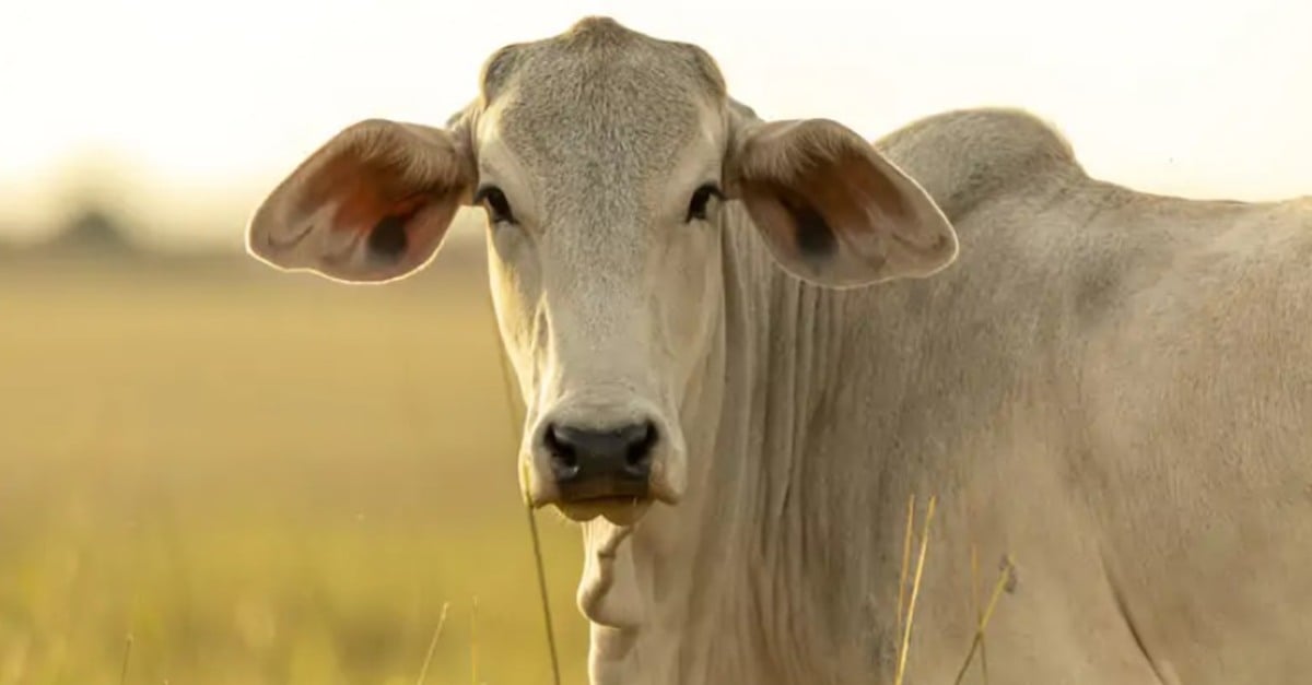 Pecuarista segue ritmo de negócios, limitando queda.