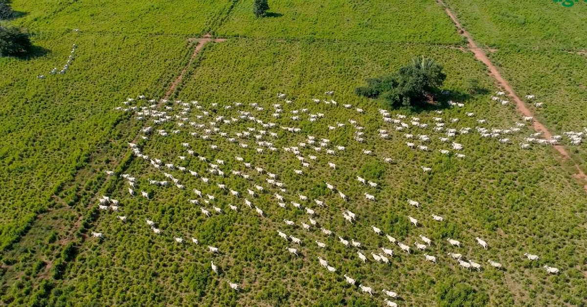 PIB soma R$ 10,9 trilhões em 2023, afirma IBGE; agropecuária se destaca • Portal DBO