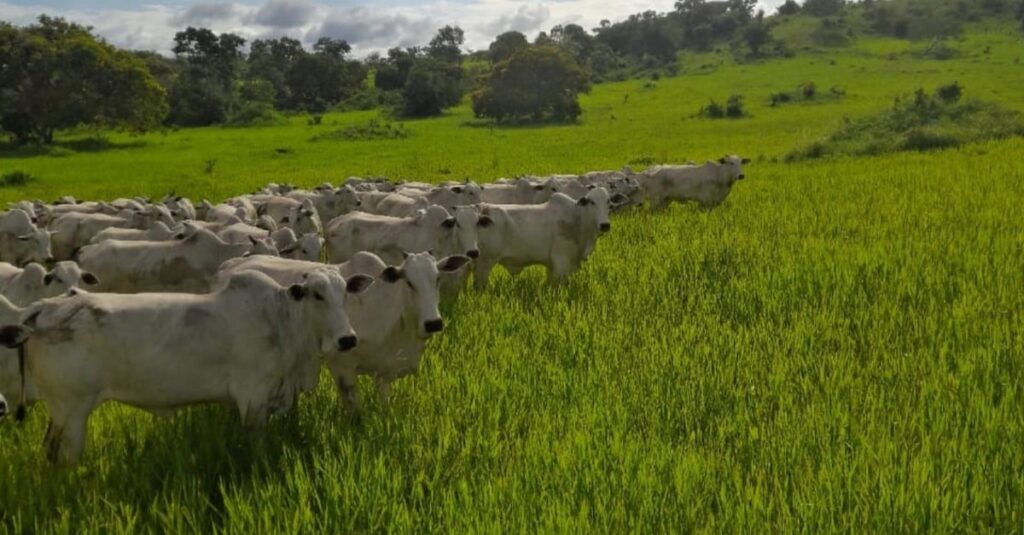 Maximize seu pasto nas águas para prosperar na seca! Confira as dicas