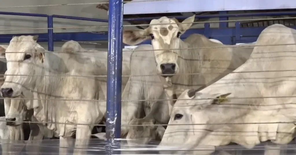 Preço alto por cabeça em Dois Vizinhos! 2 média de R$ 2.318/cabeça em Dois Vizinhos • Portal DBO