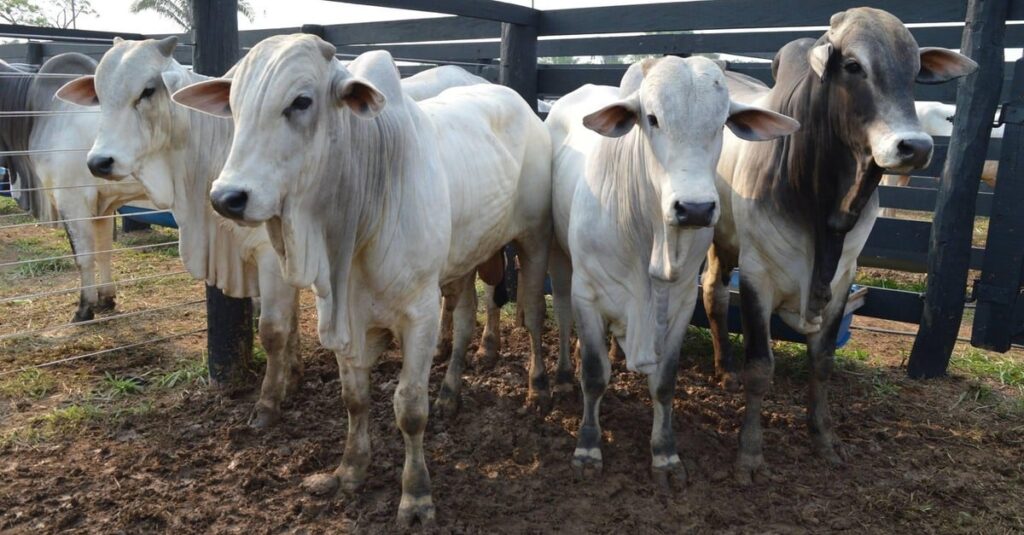Preços da carne em alta, por que? 1 Preços da carne sobem no atacado, mas arroba do boi segue pressionada