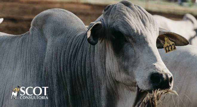 precos do boi estaveis em sp novidades a vista 1