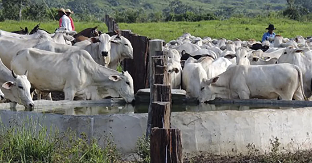 Preços em queda no 1º trimestre - Portal DBO 4 Portal DBO