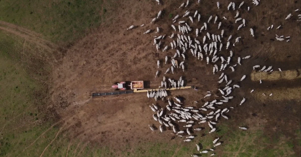 Preparo do gado: essencial para suplementação eficaz! 🐄🌿 17 Confira o checklist do preparo do gado antes de dar início a sua suplementação a pasto