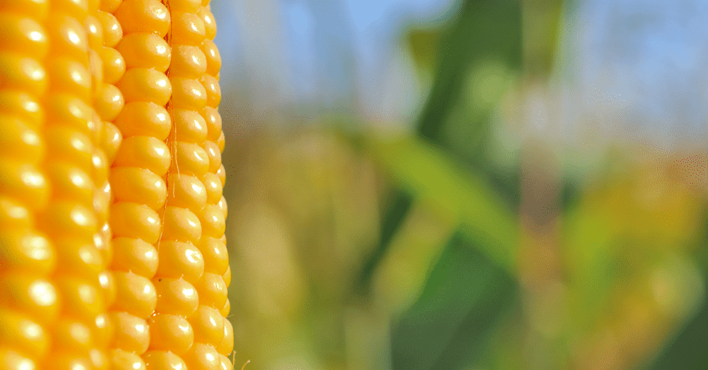 pressao do comprador faz valores cairem cepea 1