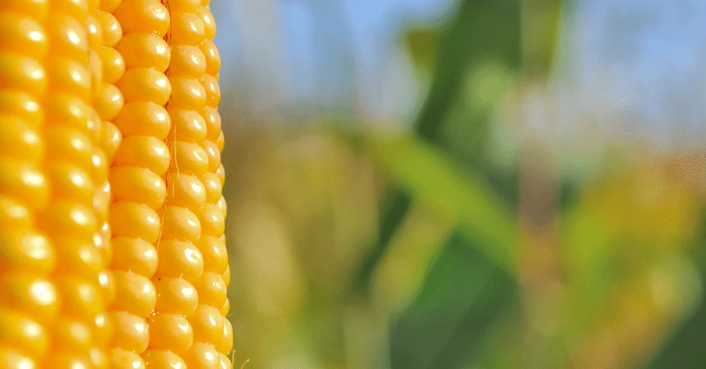 Pressão do comprador faz valores caírem - Cepea 15 pressao do comprador faz valores cairem cepea 1