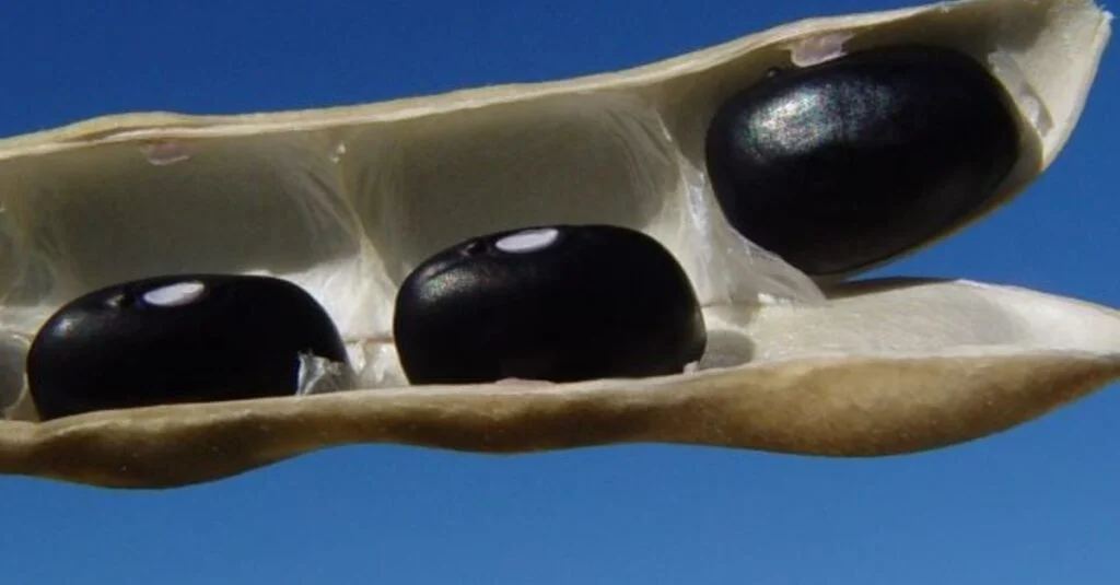 Produtores Catarinenses Colhem Bons Resultados com o Feijão- Descubra o motivo da alta! 4 Destaque Rural - Feijão-preto: alta de 28% no valor pago aos agricultores em SC