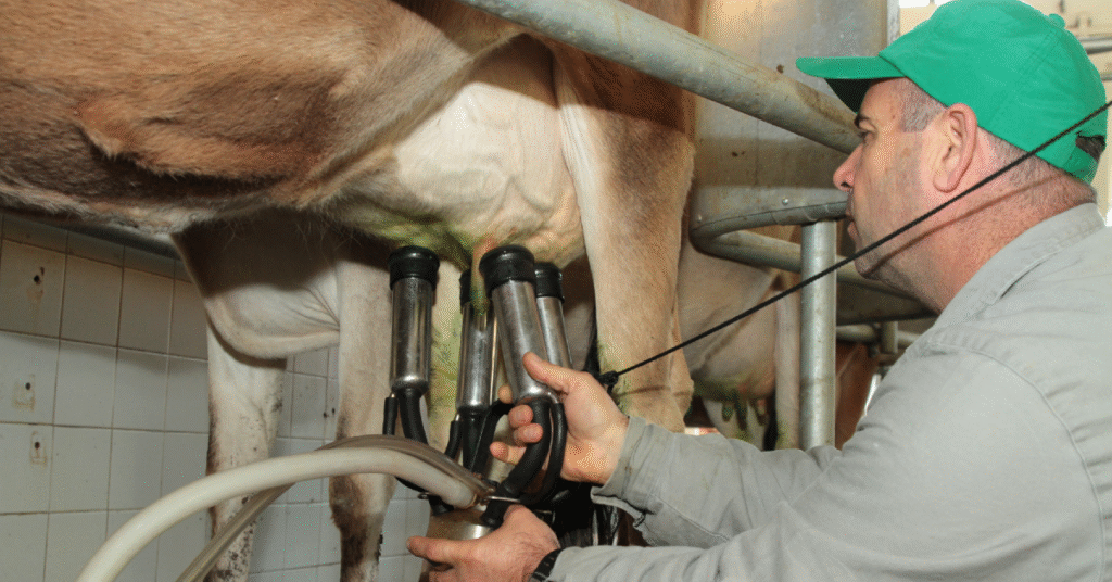 Preço ao produtor avança pelo quarto mês consecutivo • Portal DBO