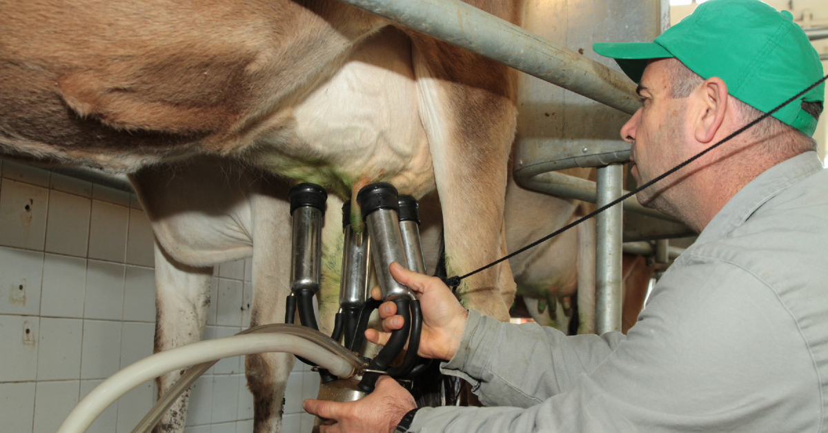 Produtores comemoram aumento de preços! • Portal DBO