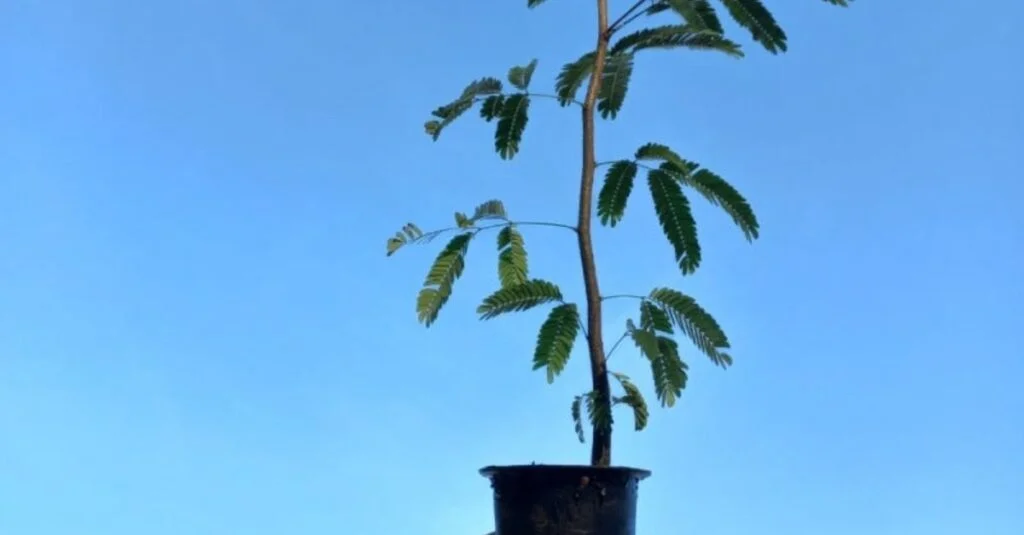 Destaque Rural - Repasse de R$ 810 mil para projeto de mudas nativas é autorizado