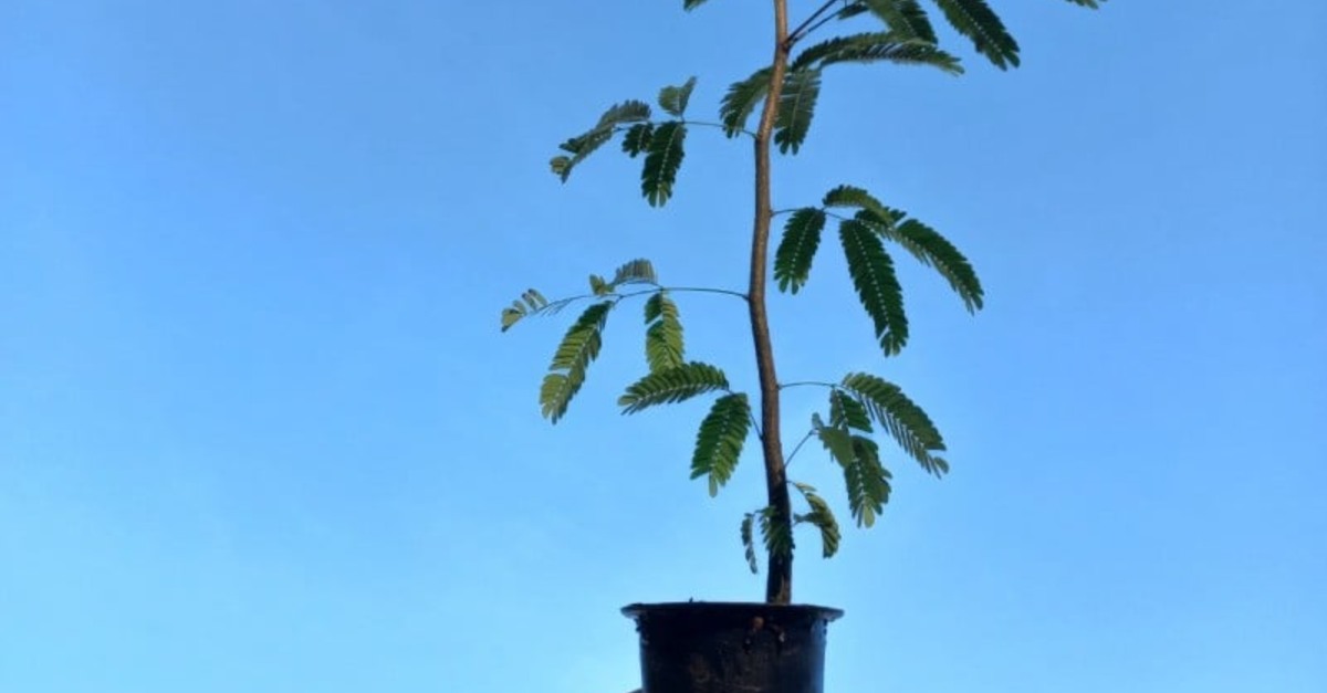 Destaque Rural - Repasse de R$ 810 mil para projeto de mudas nativas é autorizado