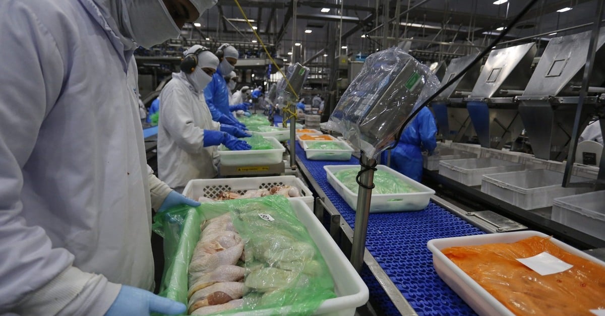 Proteína Animal- Conexão entre o agro e o consumidor – descubra!