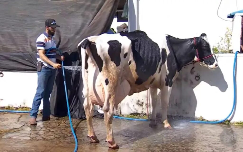 Vaca Baleia produziu 132,2 kg de leite e quebra recorde mundial 