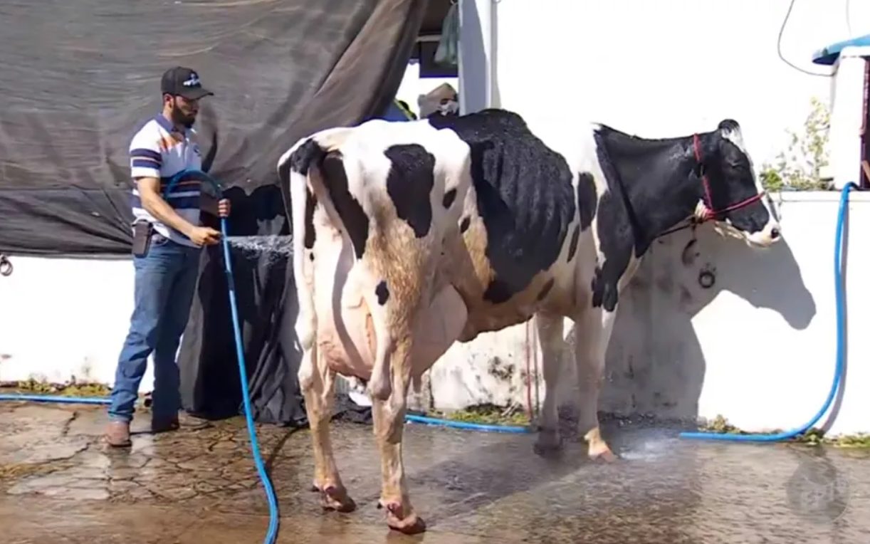 Vaca Baleia produziu 132,2 kg de leite e quebra recorde mundial 