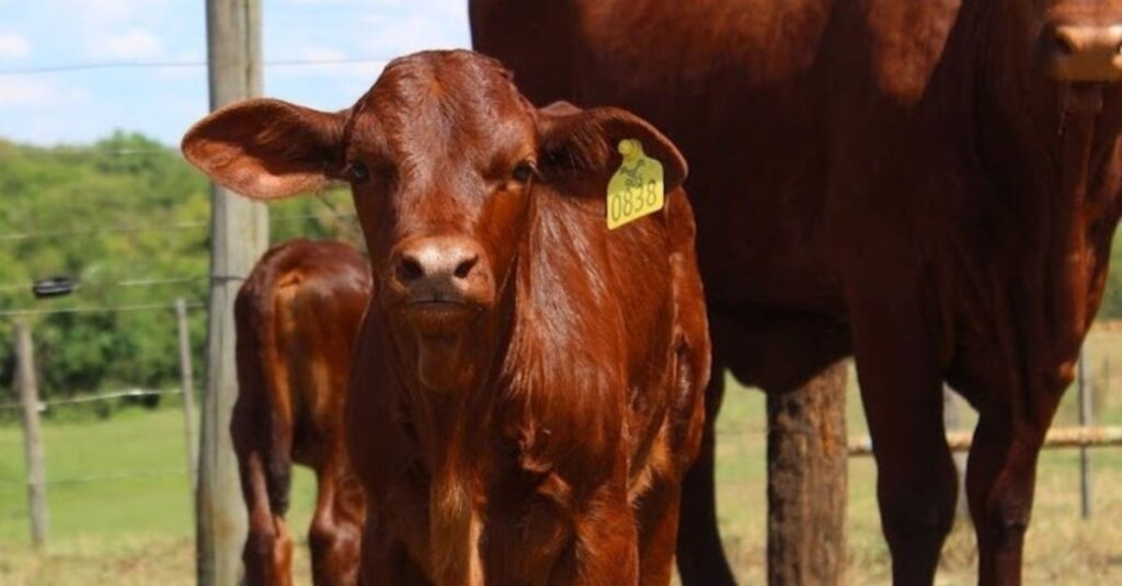 Amamentação de bezerros: quando o animal começa a comer capim?