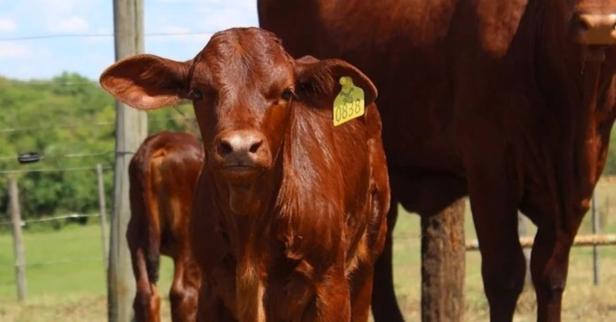 Amamentação de bezerros: quando o animal começa a comer capim?