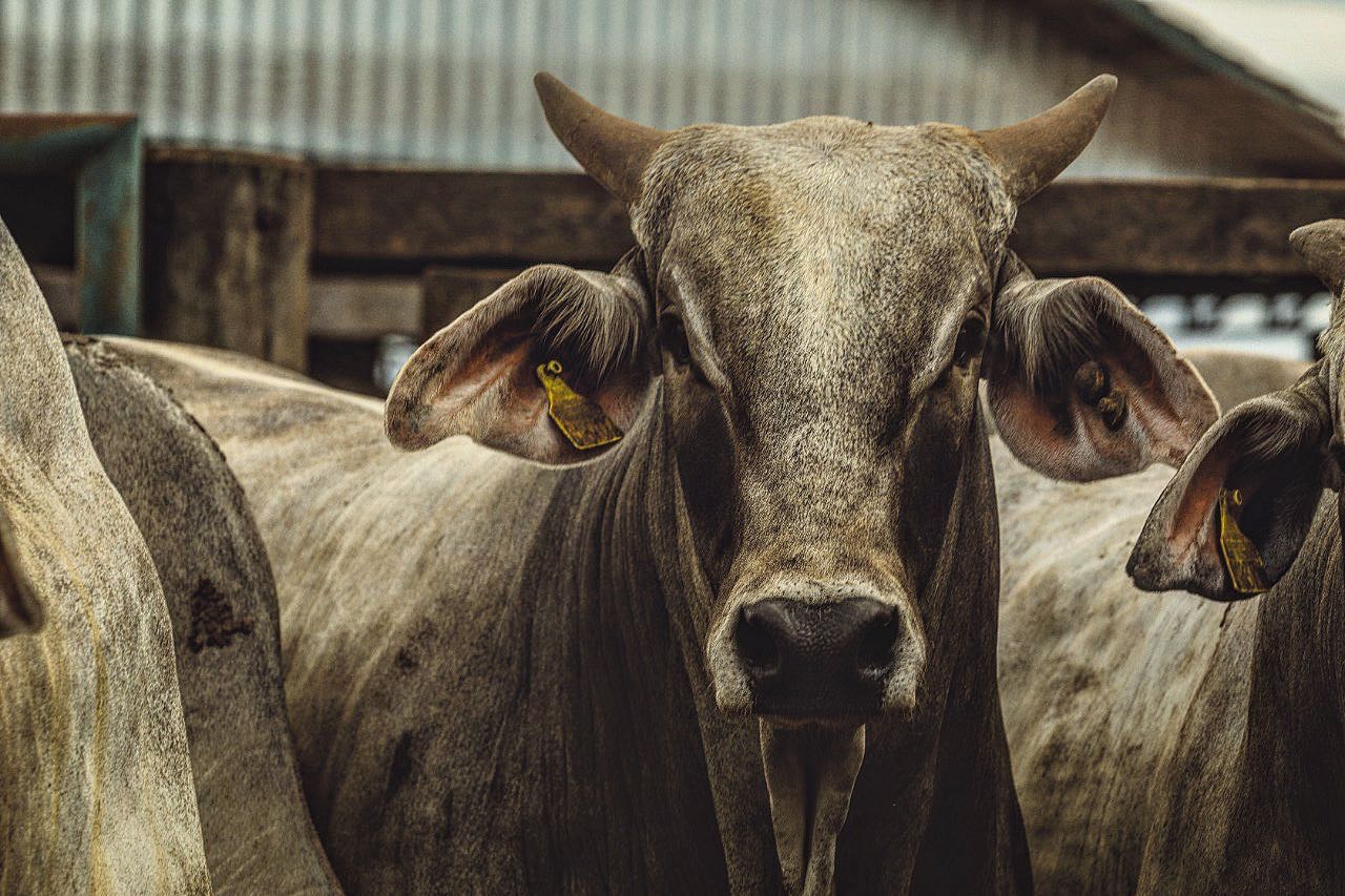 Queda de 14,4% no preço do boi: o que esperar?