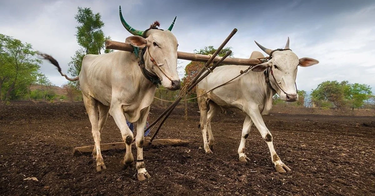 o bovino sagrado e mais resistente do planeta