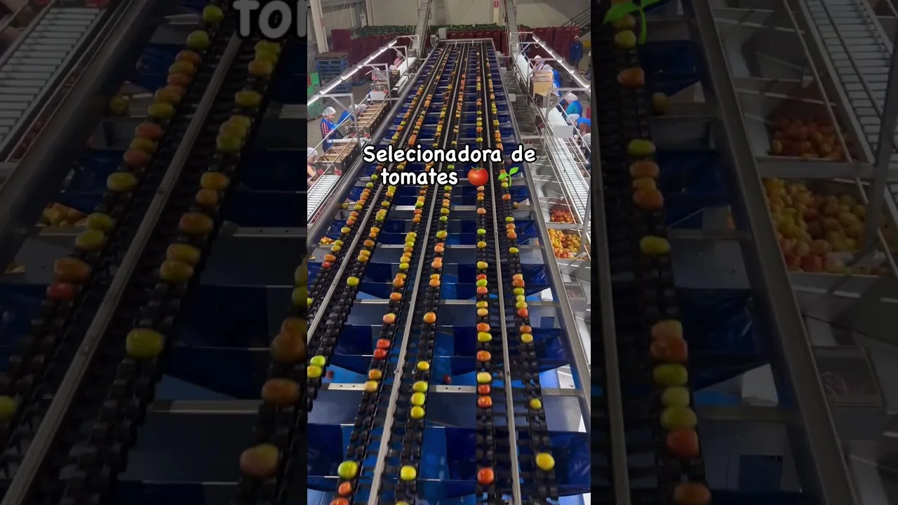 revolutionary tomato sorting machine f09f8d85 agro agricultura tomate