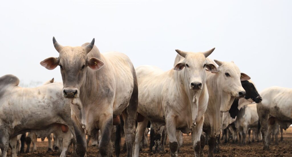 Industrialização de Rondônia avança com a expansão da agropecuária em Porto Velho